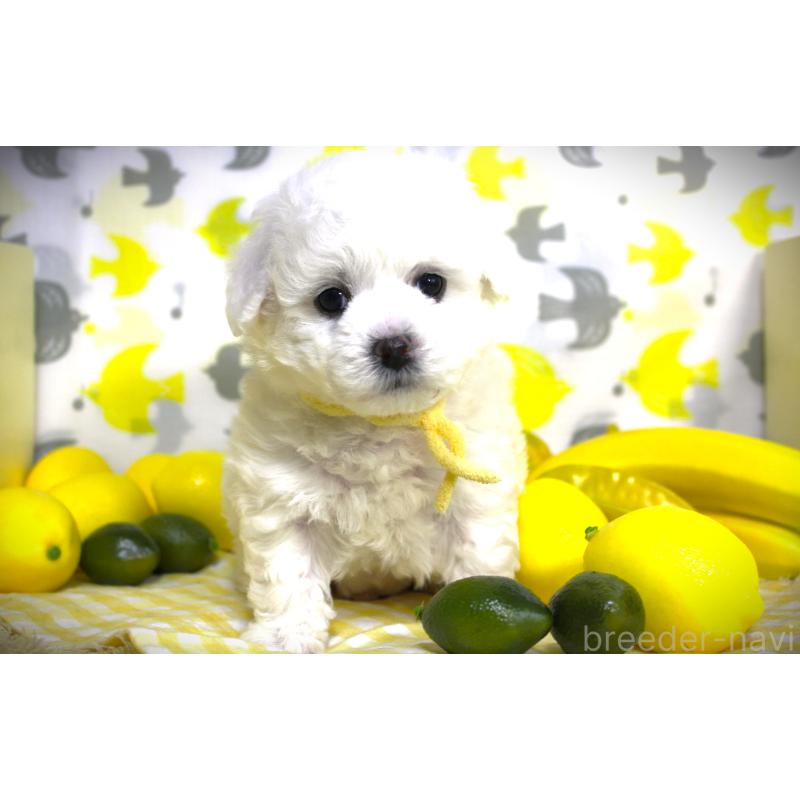 販売中の福岡県のビションフリーゼ-448539の4枚目