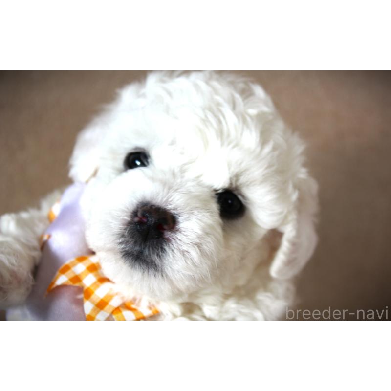 販売中の福岡県のビションフリーゼ-448539の3枚目