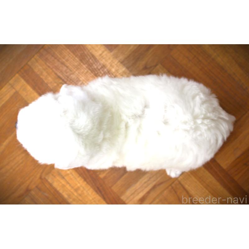 販売中の福岡県のビションフリーゼ-448539の2枚目