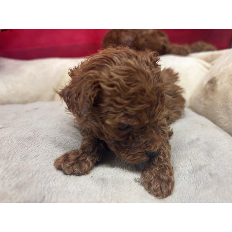 販売中の愛知県のタイニープードル-448559