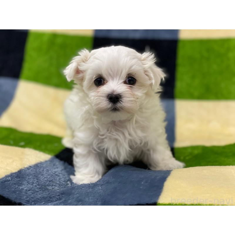 販売中の長野県のマルチーズ-448562の5枚目