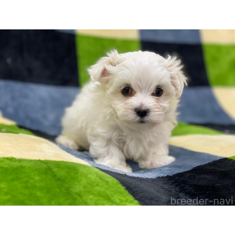 販売中の長野県のマルチーズ-448562の3枚目