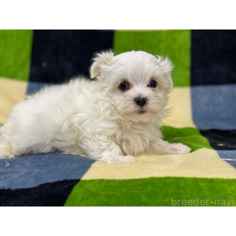 販売中の長野県のマルチーズ-448562の2枚目