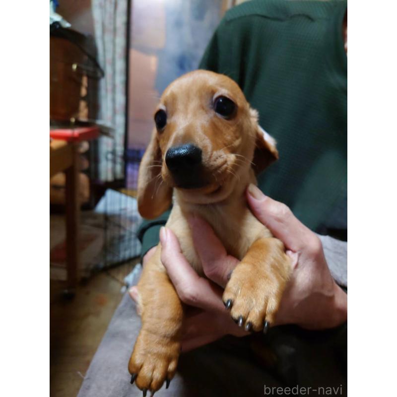 販売中の長野県のミニチュアダックスフンド(スムースヘアード)-447458