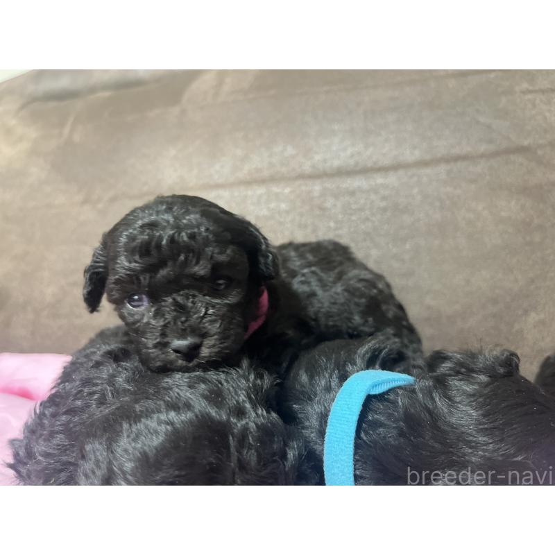 販売中の沖縄県のトイプードル-448565の5枚目