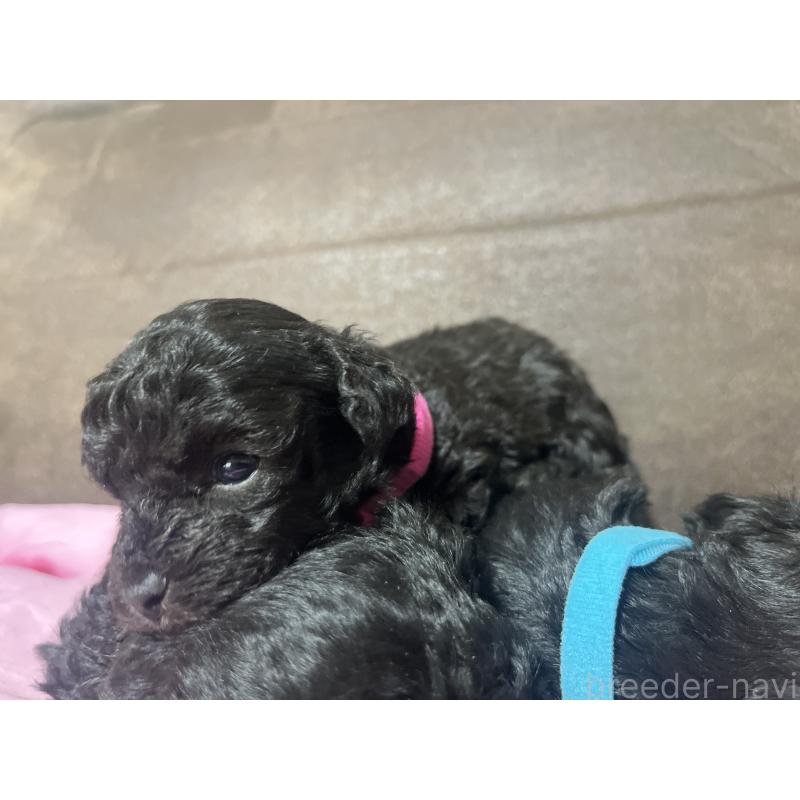 販売中の沖縄県のトイプードル-448565の4枚目