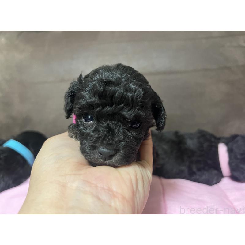 販売中の沖縄県のトイプードル-448565の3枚目