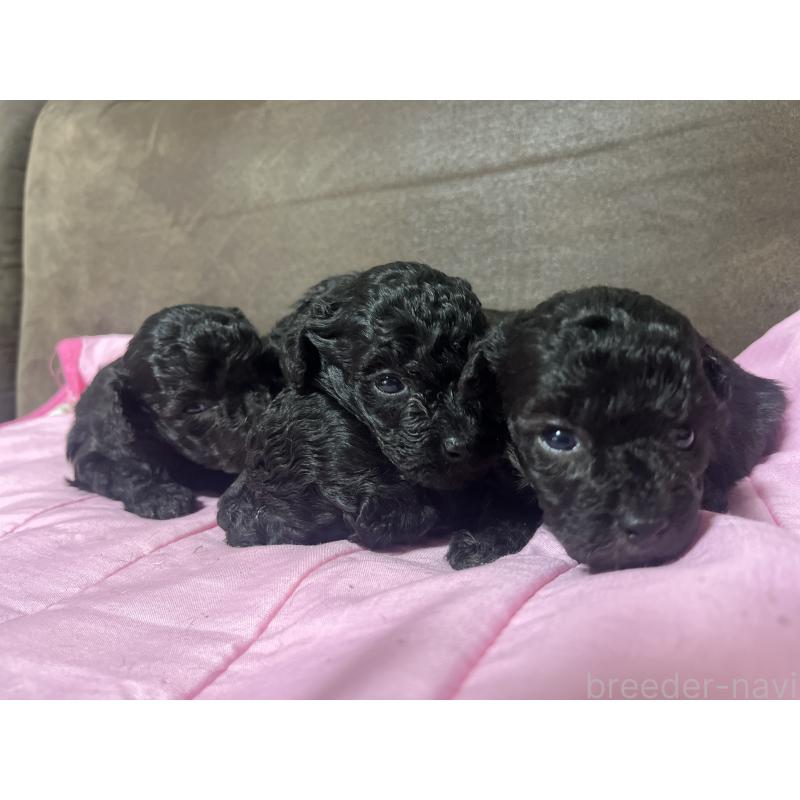 販売中の沖縄県のトイプードル-448565の2枚目