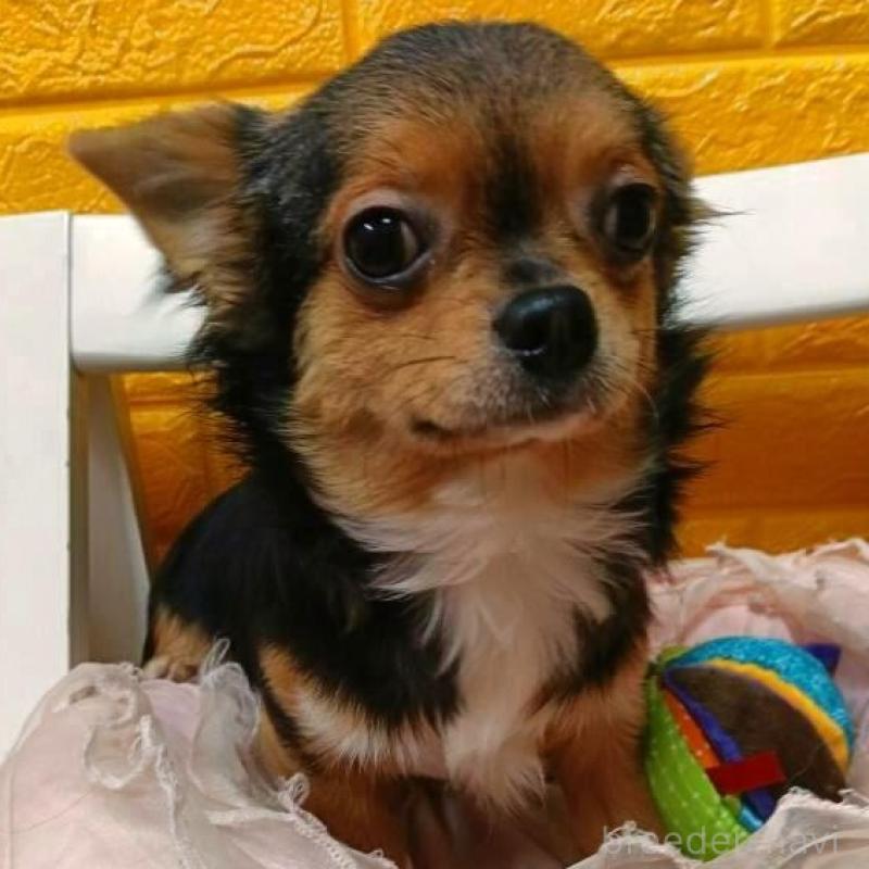 販売中の千葉県のチワワ(ロングコート)-419095の2枚目