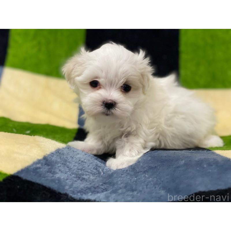 販売中の長野県のマルチーズ-448564の5枚目