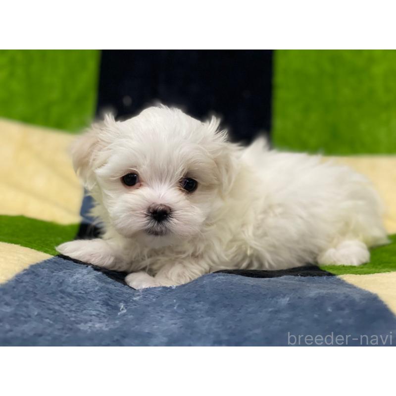 販売中の長野県のマルチーズ-448564の4枚目