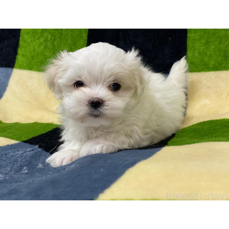 販売中の長野県のマルチーズ-448564の3枚目