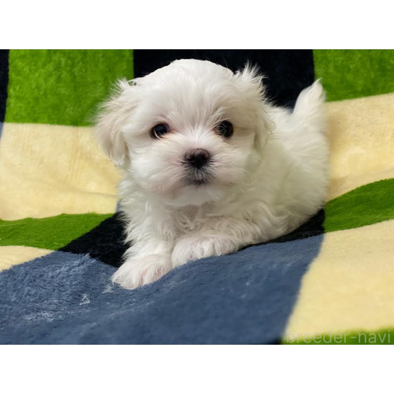 販売中の長野県のマルチーズ-448564