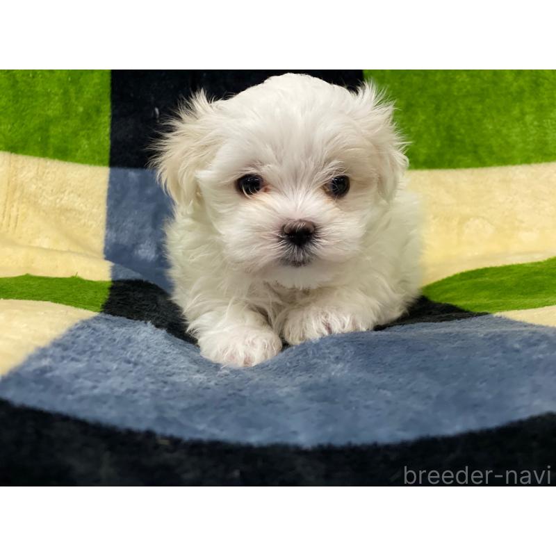 販売中の長野県のマルチーズ-448564の2枚目