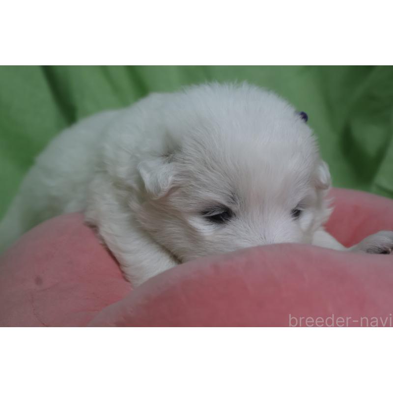 販売中の栃木県のサモエド-448566の9枚目