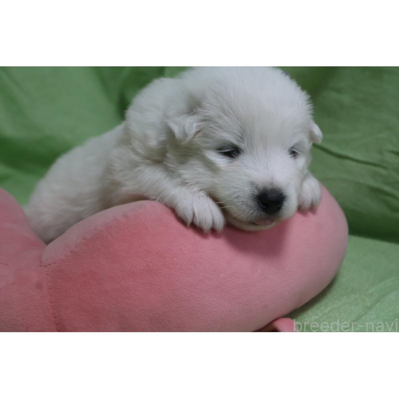 販売中の栃木県のサモエド-448566の8枚目