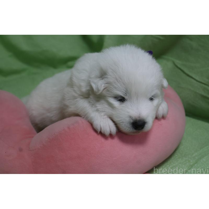 販売中の栃木県のサモエド-448566の7枚目