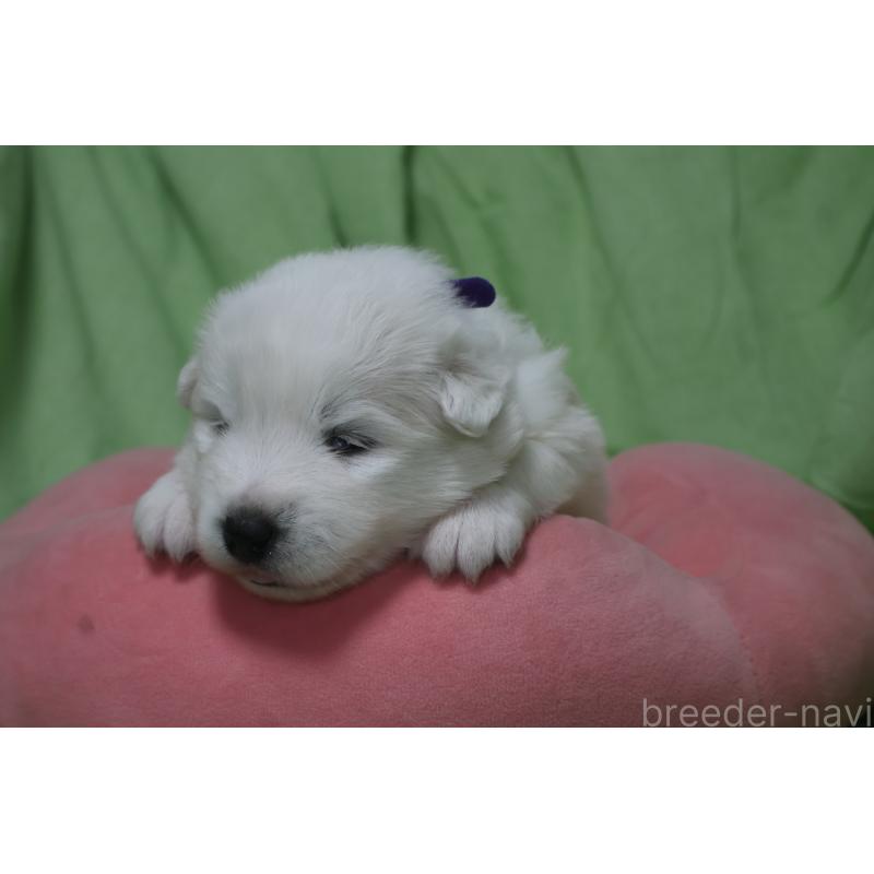 販売中の栃木県のサモエド-448566の6枚目