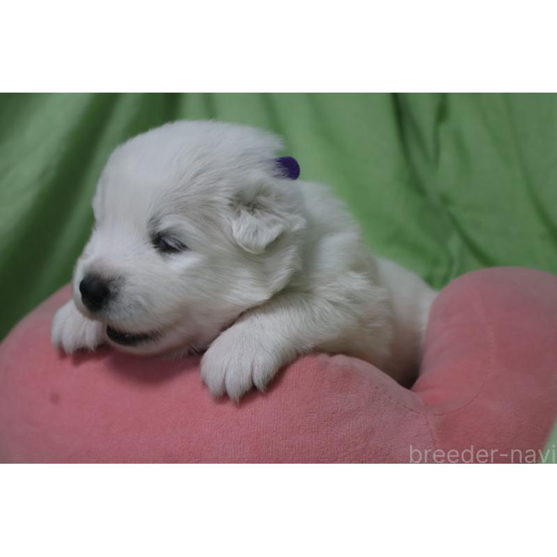 販売中の栃木県のサモエド-448566の5枚目