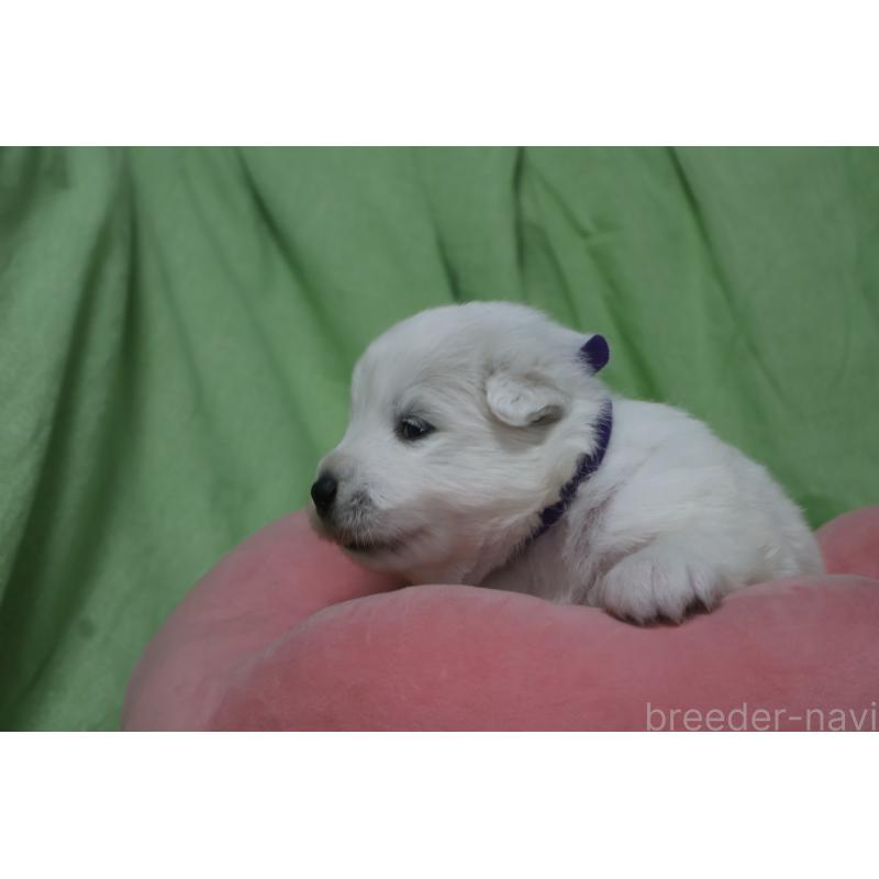 販売中の栃木県のサモエド-448566の4枚目