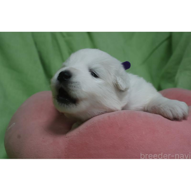 販売中の栃木県のサモエド-448566の3枚目