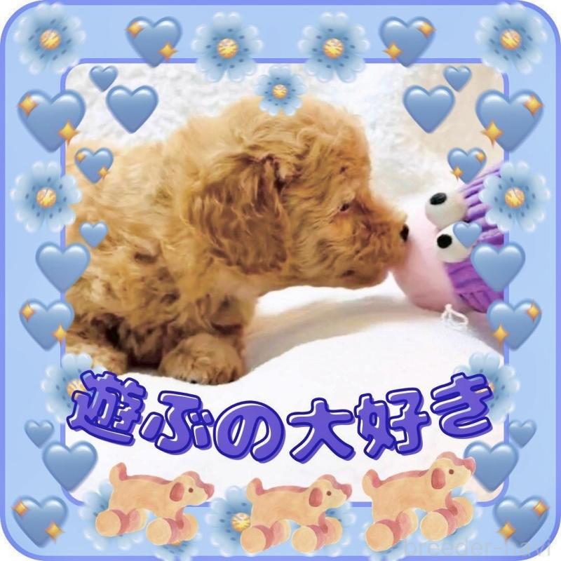 販売中の大阪府のタイニープードル-448567の15枚目