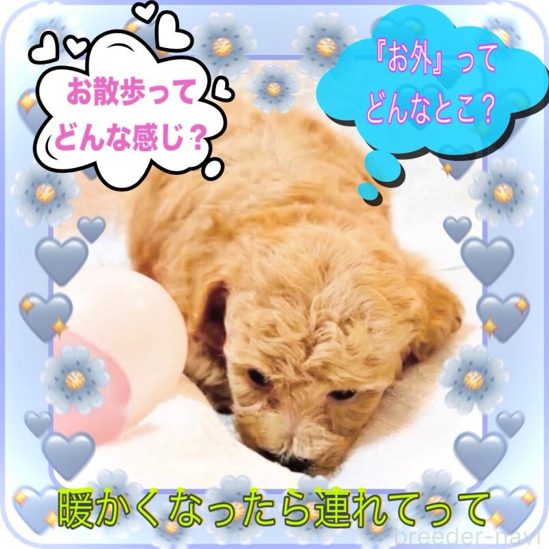 販売中の大阪府のタイニープードル-448567の14枚目