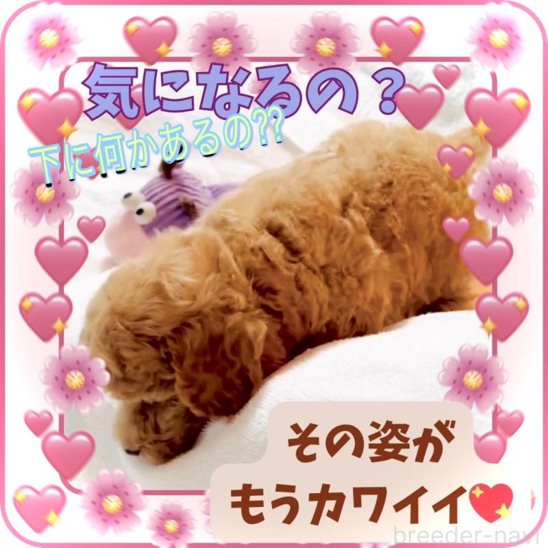販売中の大阪府のタイニープードル-448567の13枚目