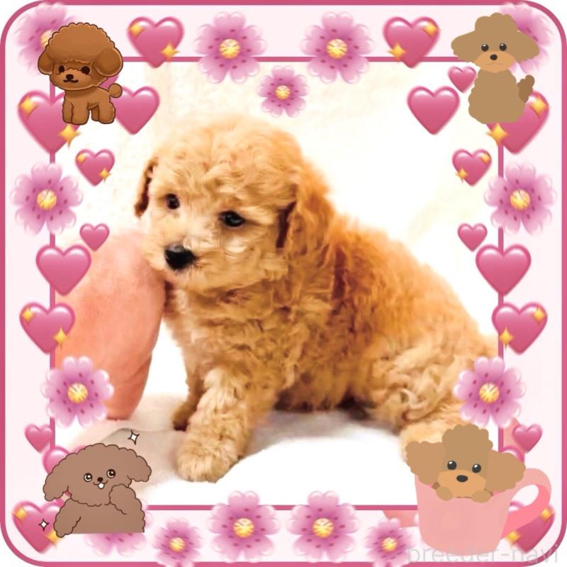 販売中の大阪府のタイニープードル-448567の12枚目