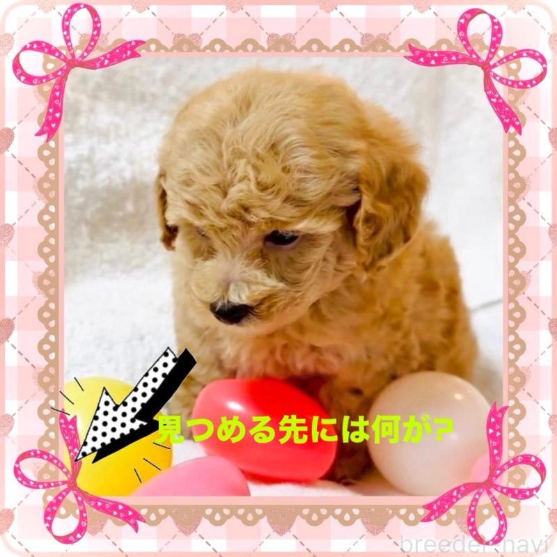 販売中の大阪府のタイニープードル-448567の10枚目