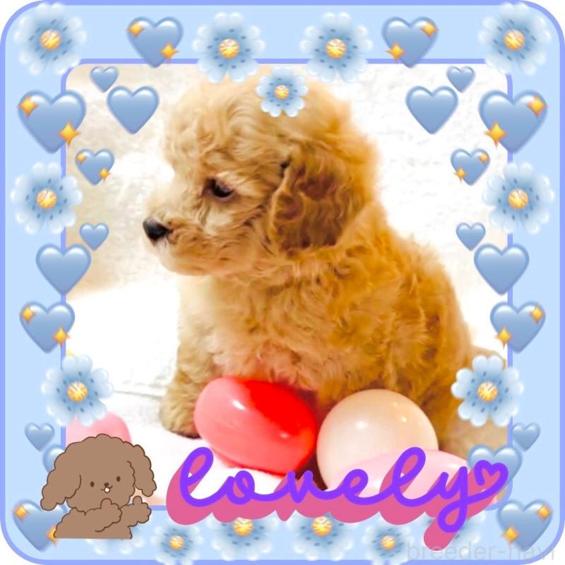 販売中の大阪府のタイニープードル-448567の9枚目