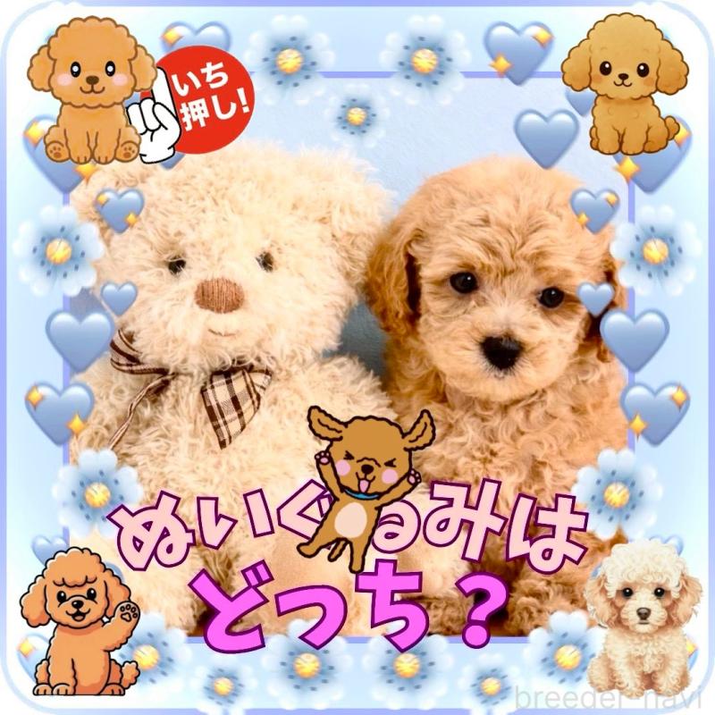 販売中の大阪府のタイニープードル-448567の1枚目