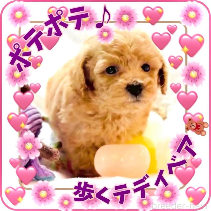 販売中の大阪府のタイニープードル-448567の7枚目