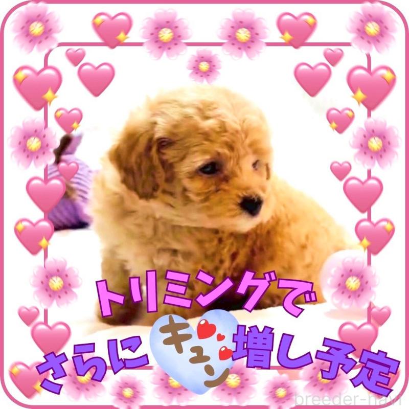 販売中の大阪府のタイニープードル-448567の6枚目