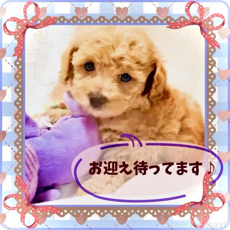 販売中の大阪府のタイニープードル-448567の4枚目