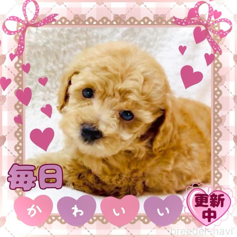 販売中の大阪府のタイニープードル-448567の2枚目
