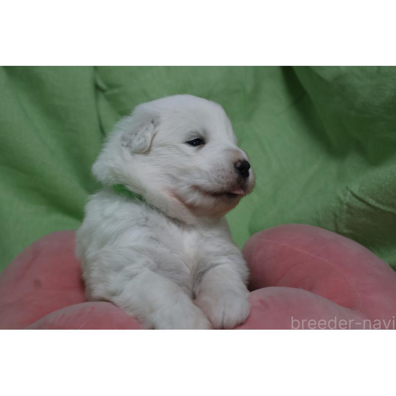 販売中の栃木県のサモエド-448569の8枚目