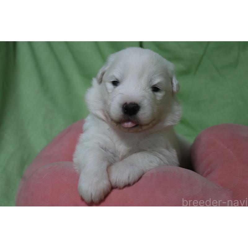 販売中の栃木県のサモエド-448569の7枚目