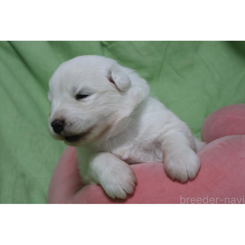 販売中の栃木県のサモエド-448569の5枚目