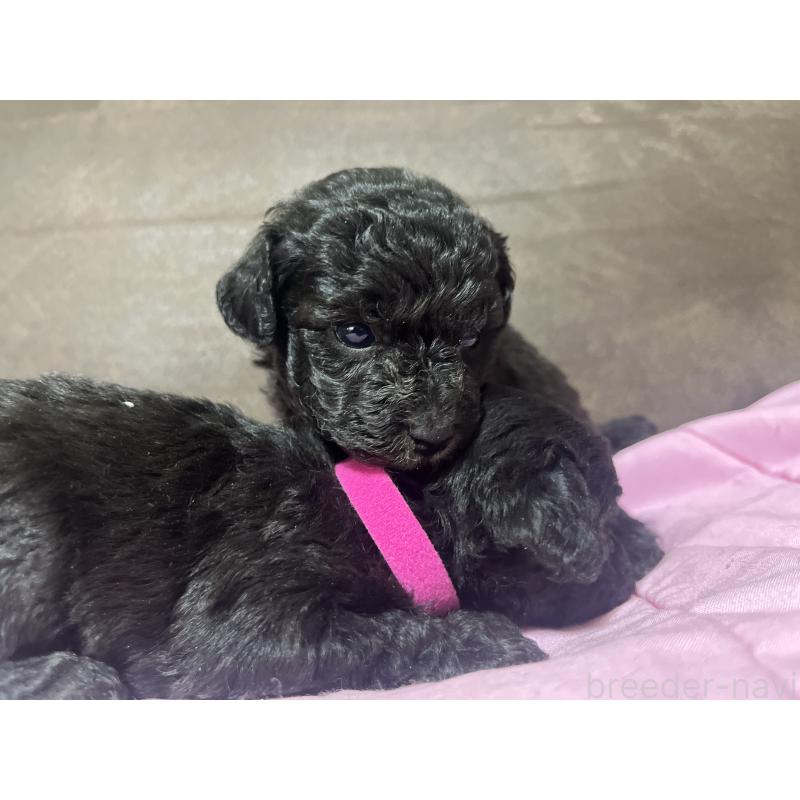 販売中の沖縄県のトイプードル-448568の4枚目