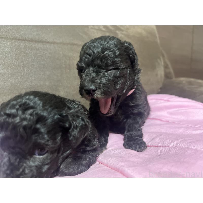 販売中の沖縄県のトイプードル-448568の3枚目