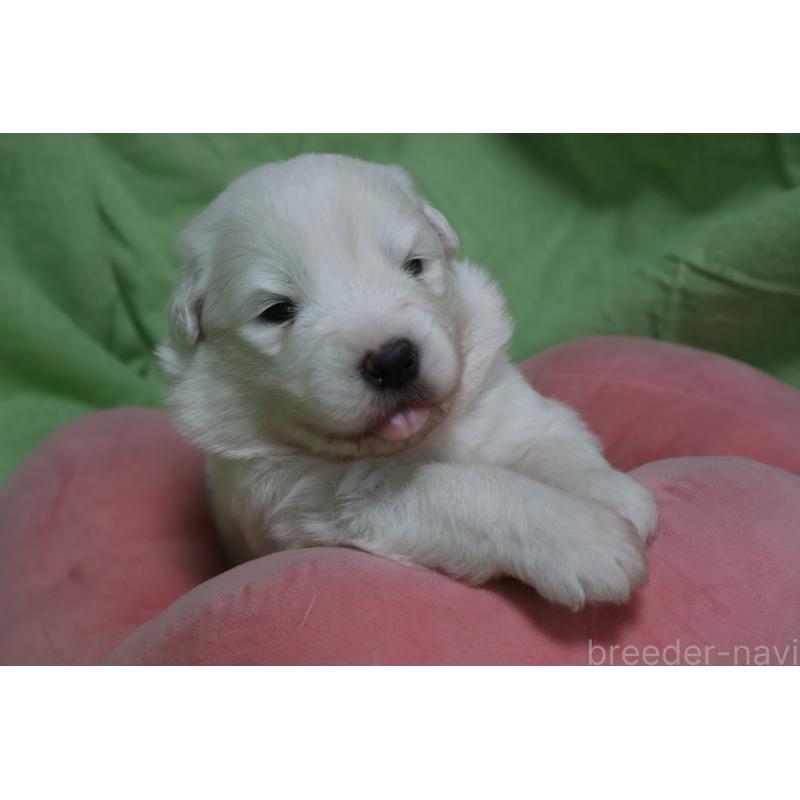 販売中の栃木県のサモエド-448569の3枚目