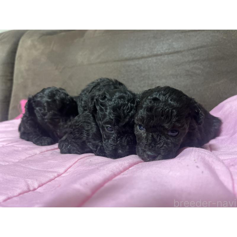 販売中の沖縄県のトイプードル-448568の2枚目