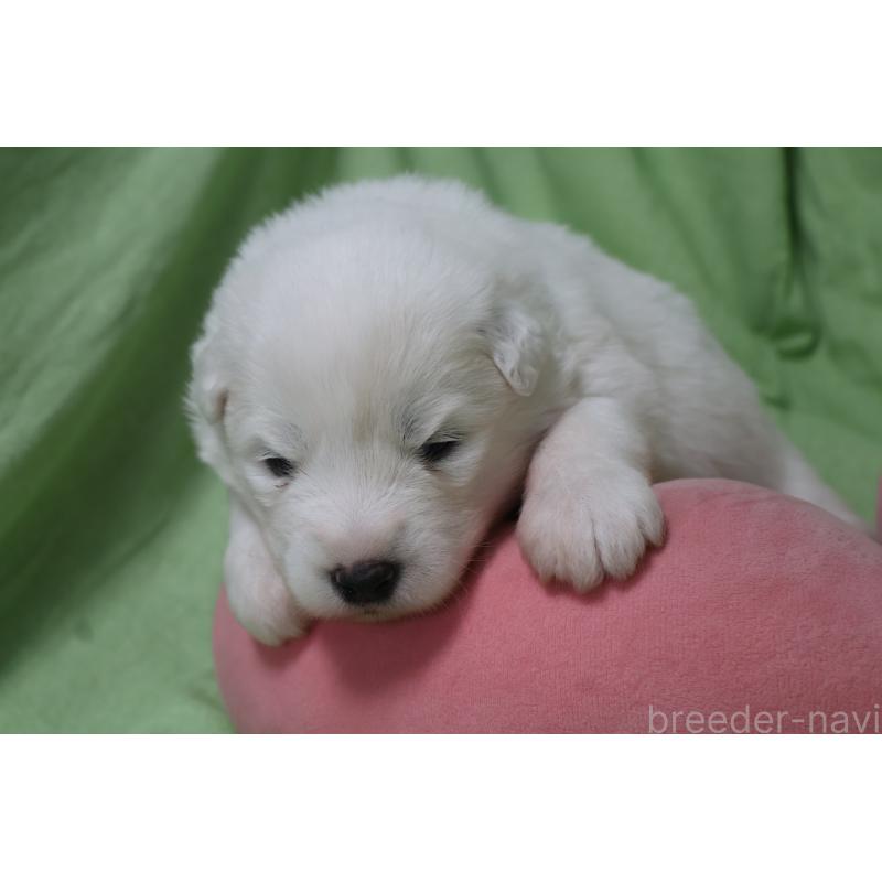 販売中の栃木県のサモエド-448569の2枚目