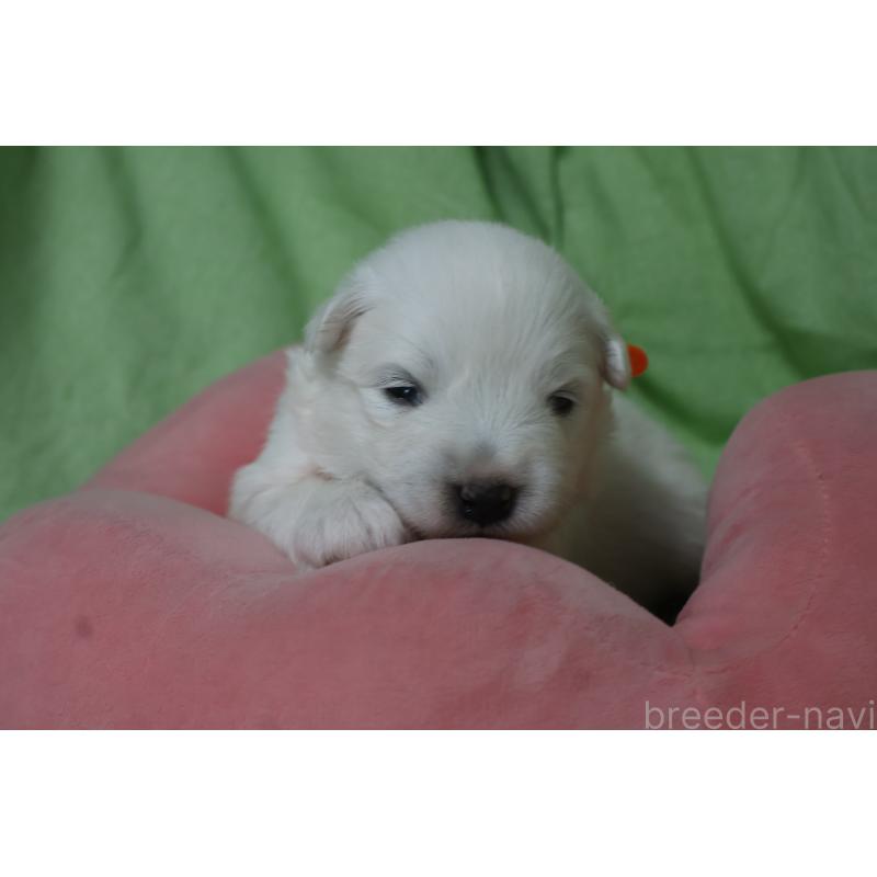 販売中の栃木県のサモエド-448570の6枚目