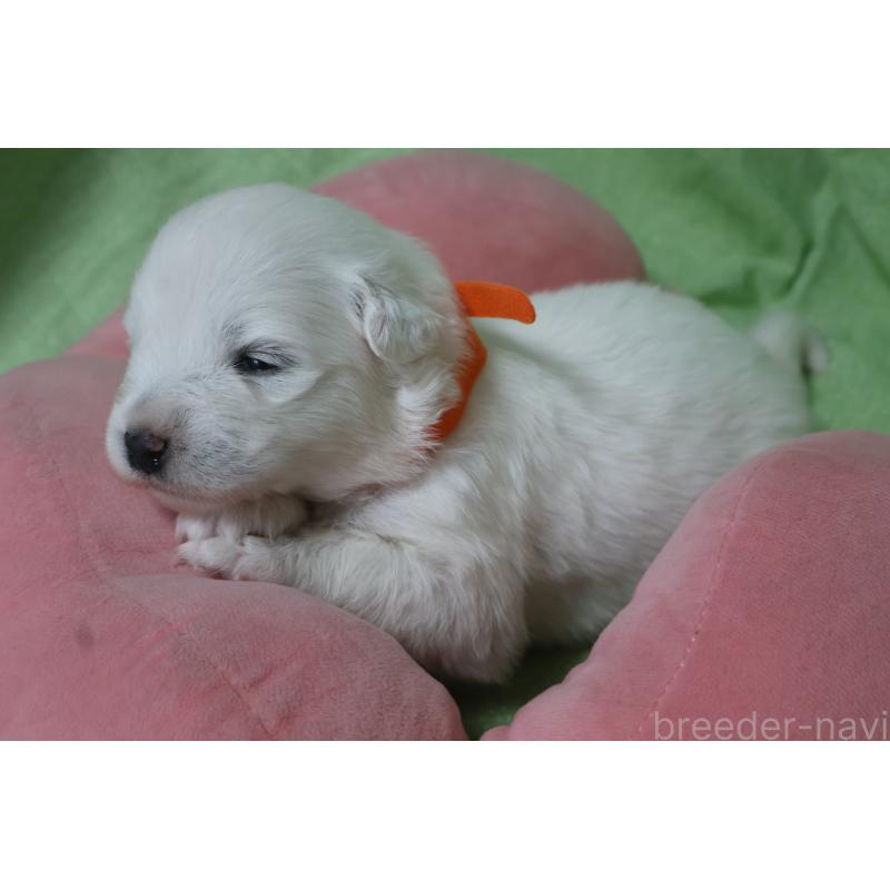 販売中の栃木県のサモエド-448570の5枚目