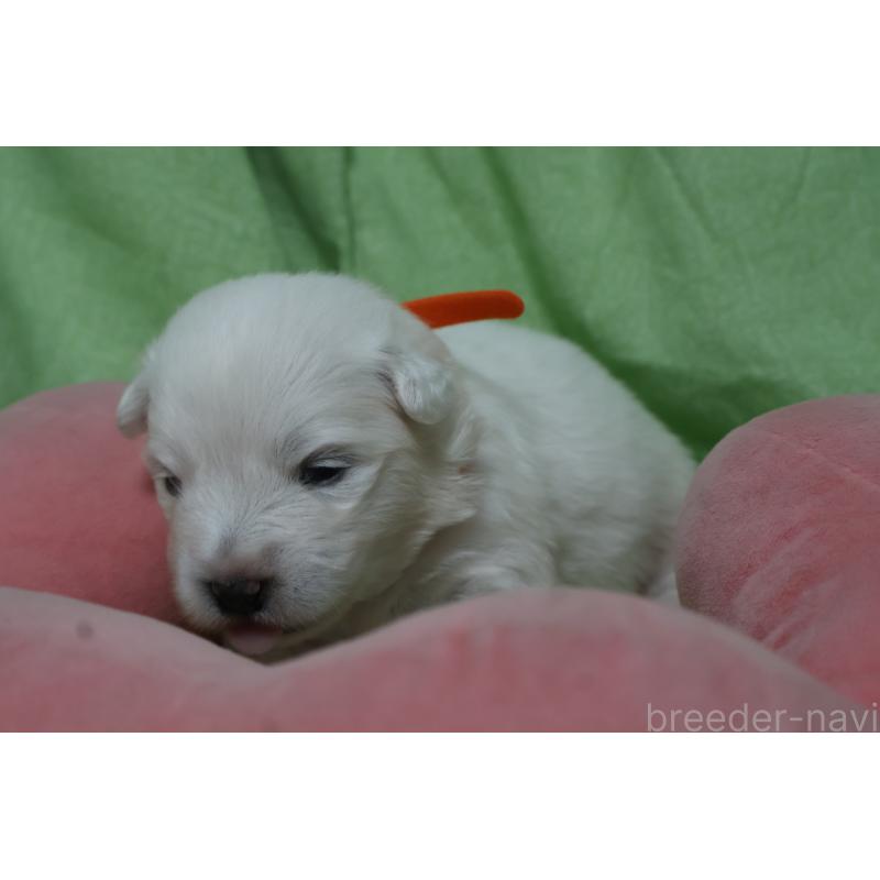 販売中の栃木県のサモエド-448570の4枚目