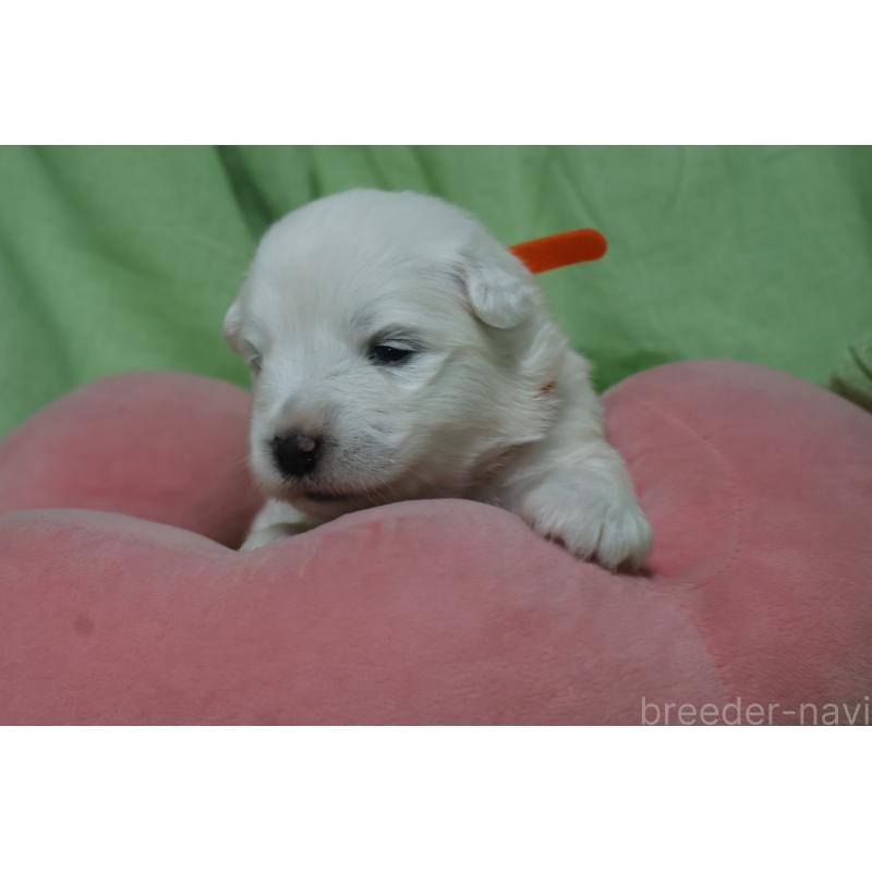 販売中の栃木県のサモエド-448570の3枚目