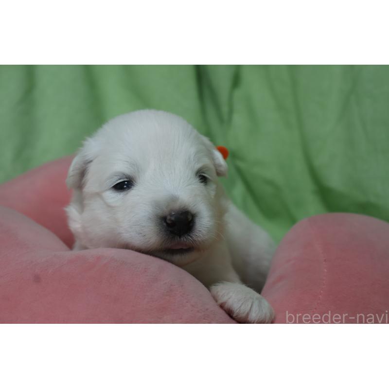 販売中の栃木県のサモエド-448570の2枚目