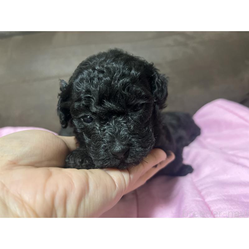 販売中の沖縄県のトイプードル-448574の6枚目